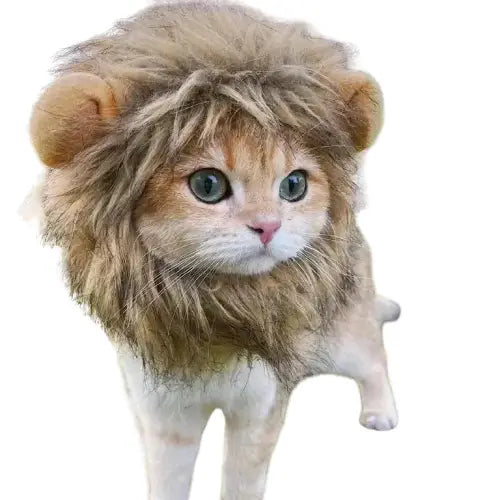 Adorable chat à crinière de lion Soft Coral Velvet Coat - Velours doux pour votre animal de compagnie Transparent Background