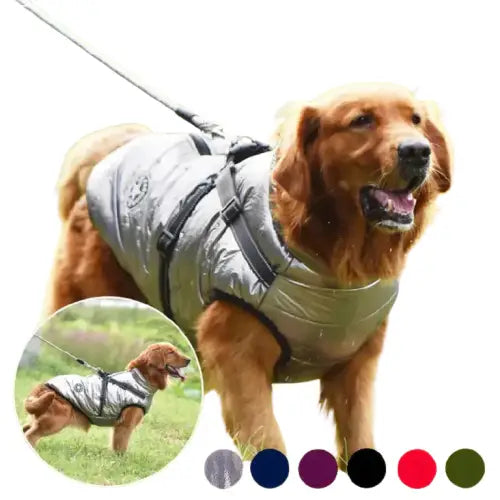 Chien en manteau confort - Integrated Harnais for Promenades Transparent Background