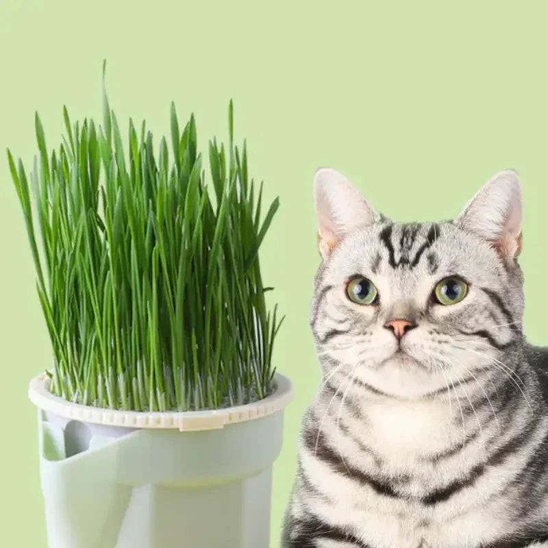 Menthe aux chats : Un chat assis à côté d’un pot d’herbe grasse