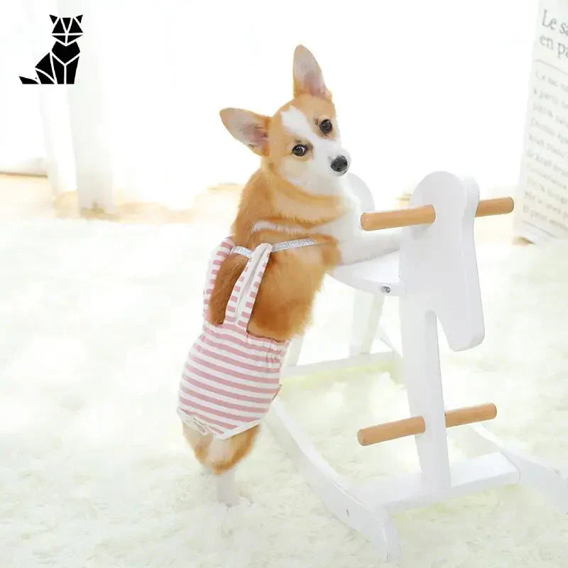 Petit chien sur un support portant un short physiologique lavable pour le style et le confort