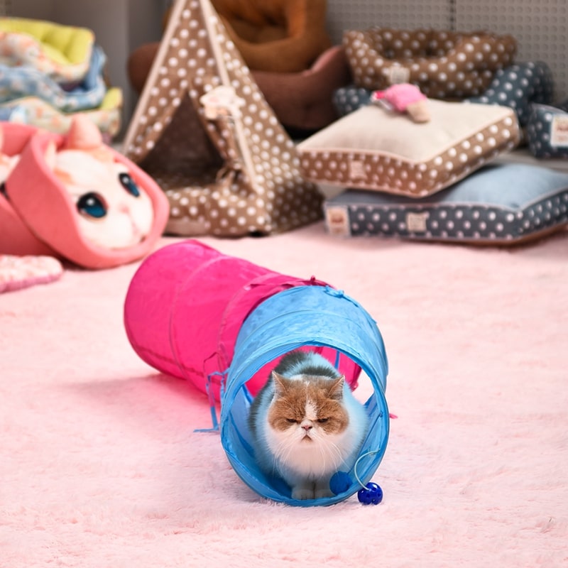 Tunnel coloré pour chat